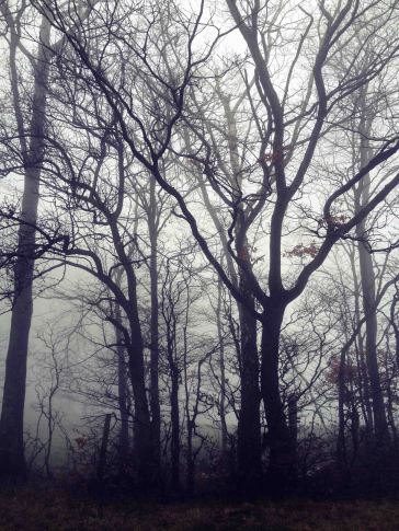 schwarze Bäume im Nebel
