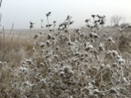 frozen grass iris gassenbauer